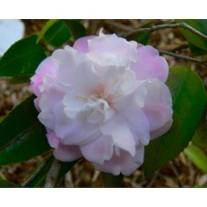 Camellia Sweet Jane x 1 Plants Pink tinged White Flowering Fragrant Peony Flowers Shade japonica x transnokoensis Cottage Garden Shrubs